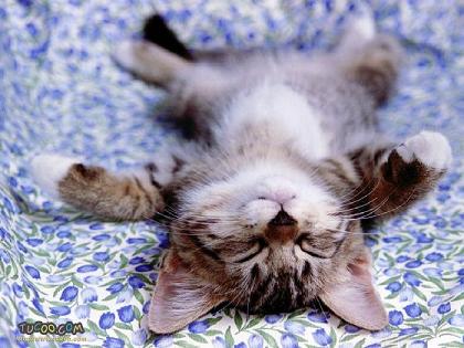 kittysprawled.jpg
